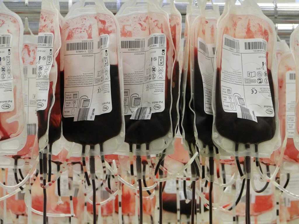 Rows of donated blood bags hanging in a blood bank